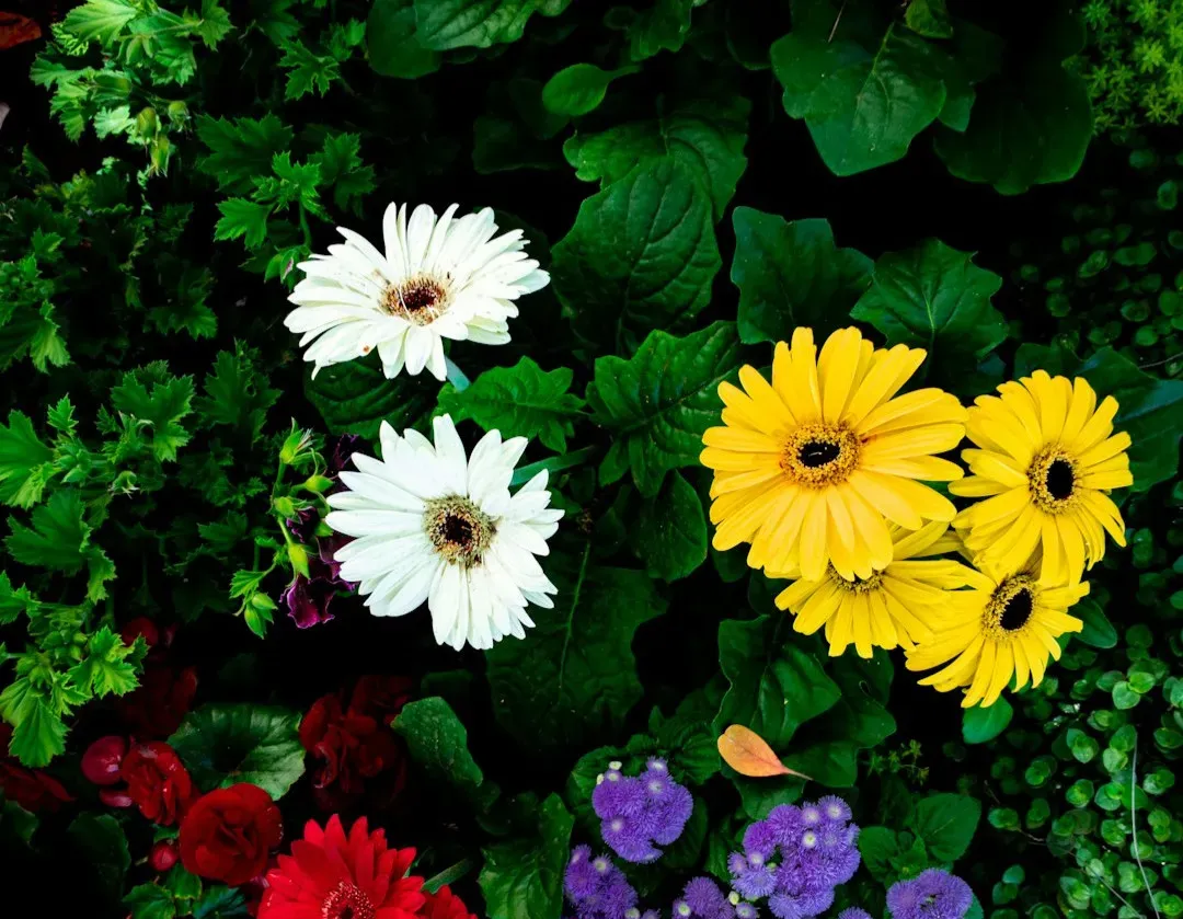 Color Changes to Send Messages Above Ground (Image Credits: Unsplash)