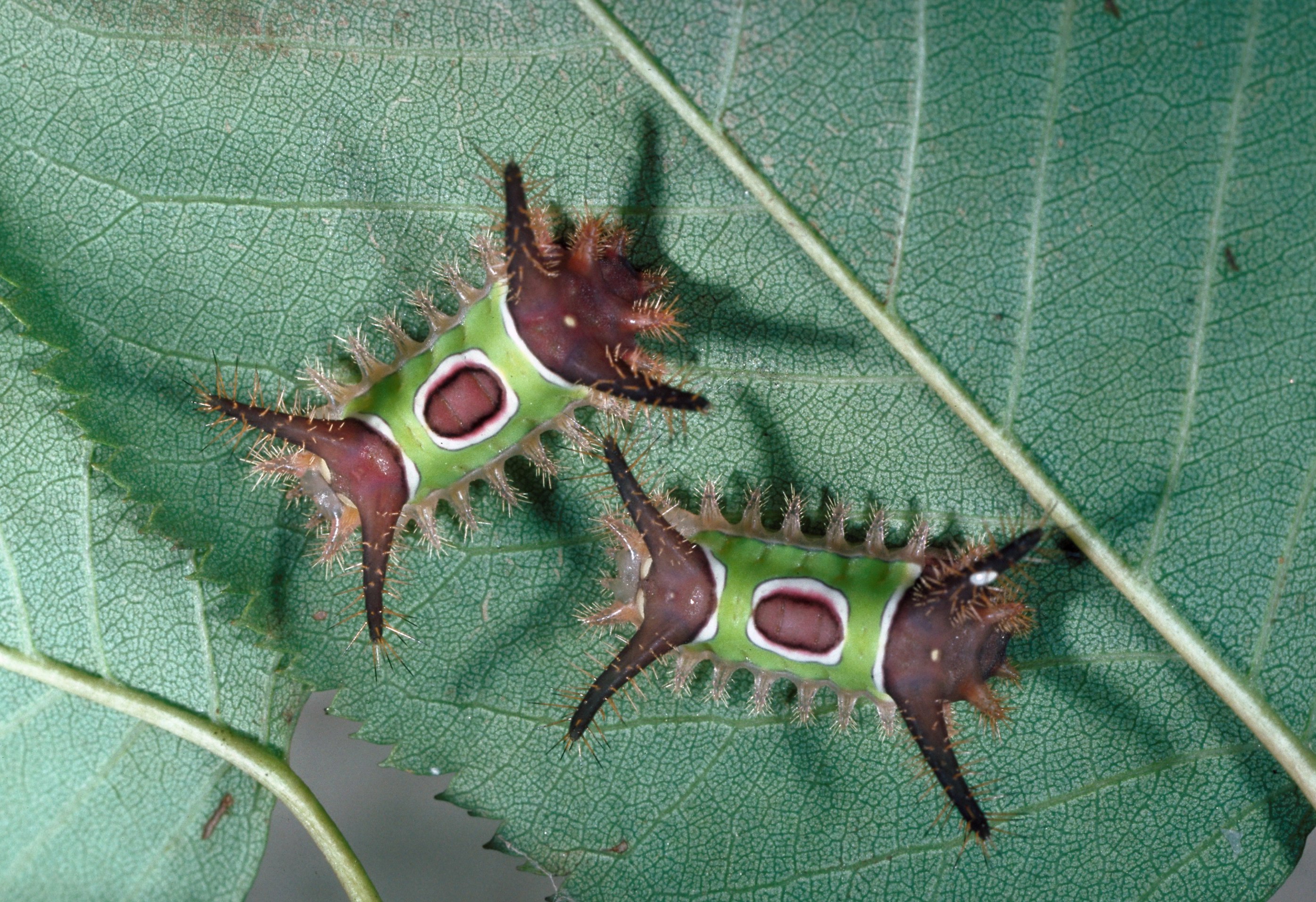Saddleback Caterpillar: Beautiful but Dangerous (Image Credits: Wikimedia)