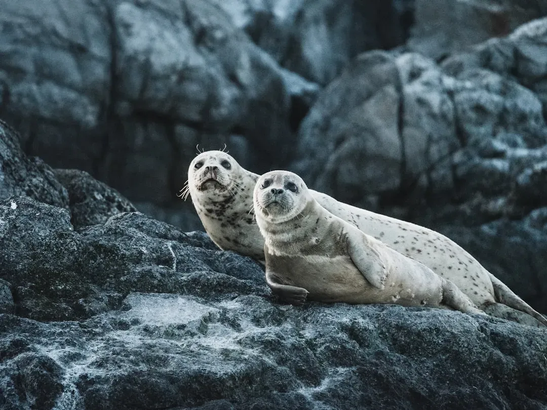 Cancer – You Are the Harp Seal, Tender Heart of the Frozen Sea (Image Credits: Unsplash)