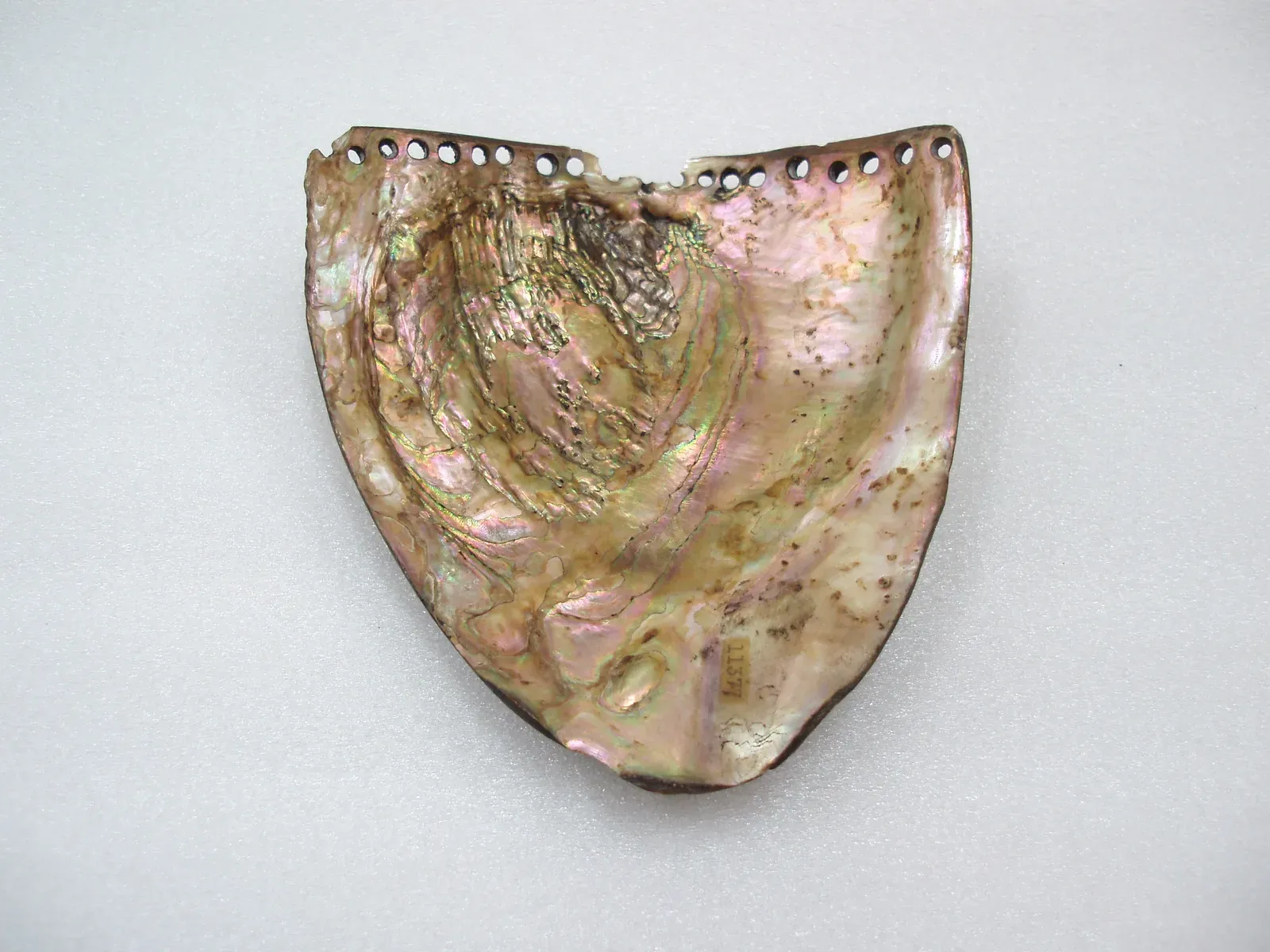#13 - The Ohio Valley Trade Shells at Cincinnati Museum Center (API data
Catalogue recordPhoto, CC BY 4.0)