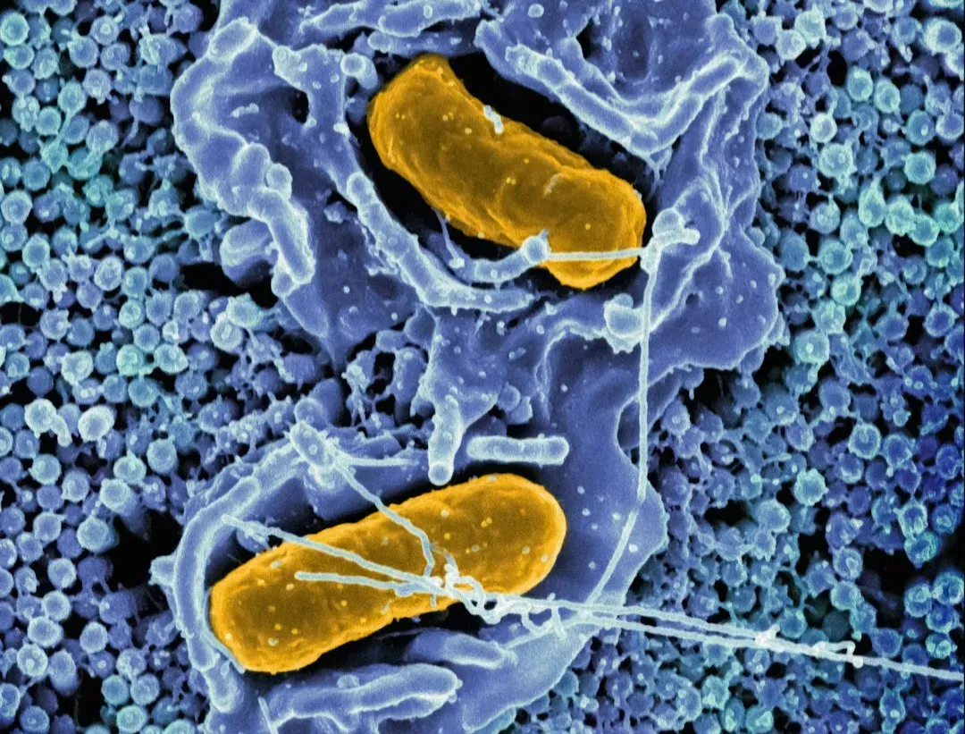 What Ancient Microbes Teach Us About Resilience (Image Credits: Unsplash)