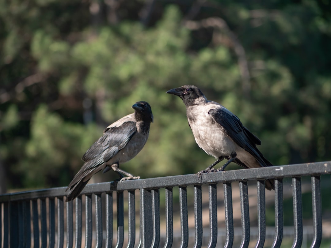 The Future of Human-Crow Urban Coexistence (Image Credits: Unsplash)