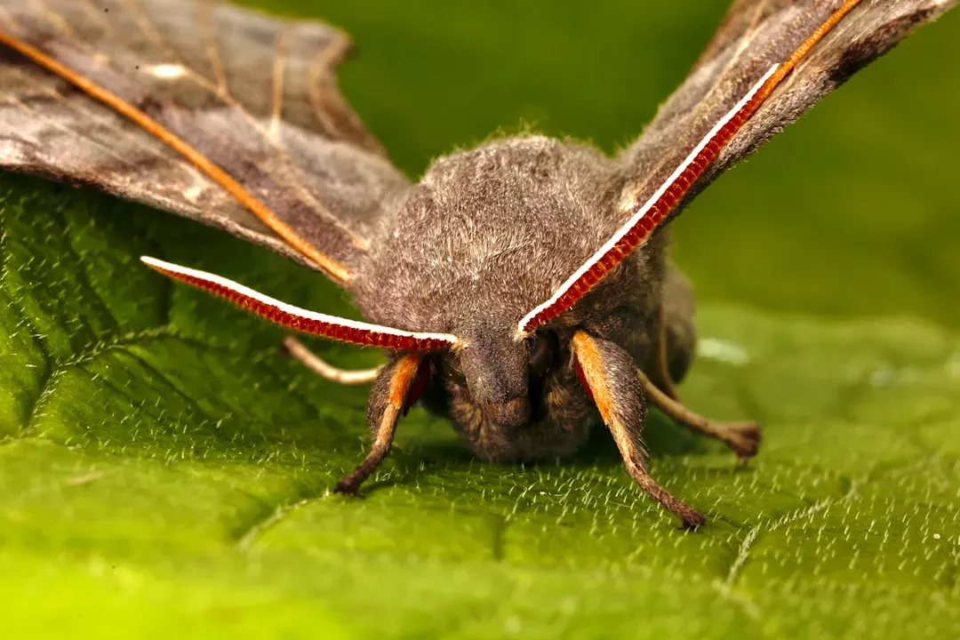 9. Moth Ears Tuned to the Silence Between Sounds (Image Credits: Unsplash)