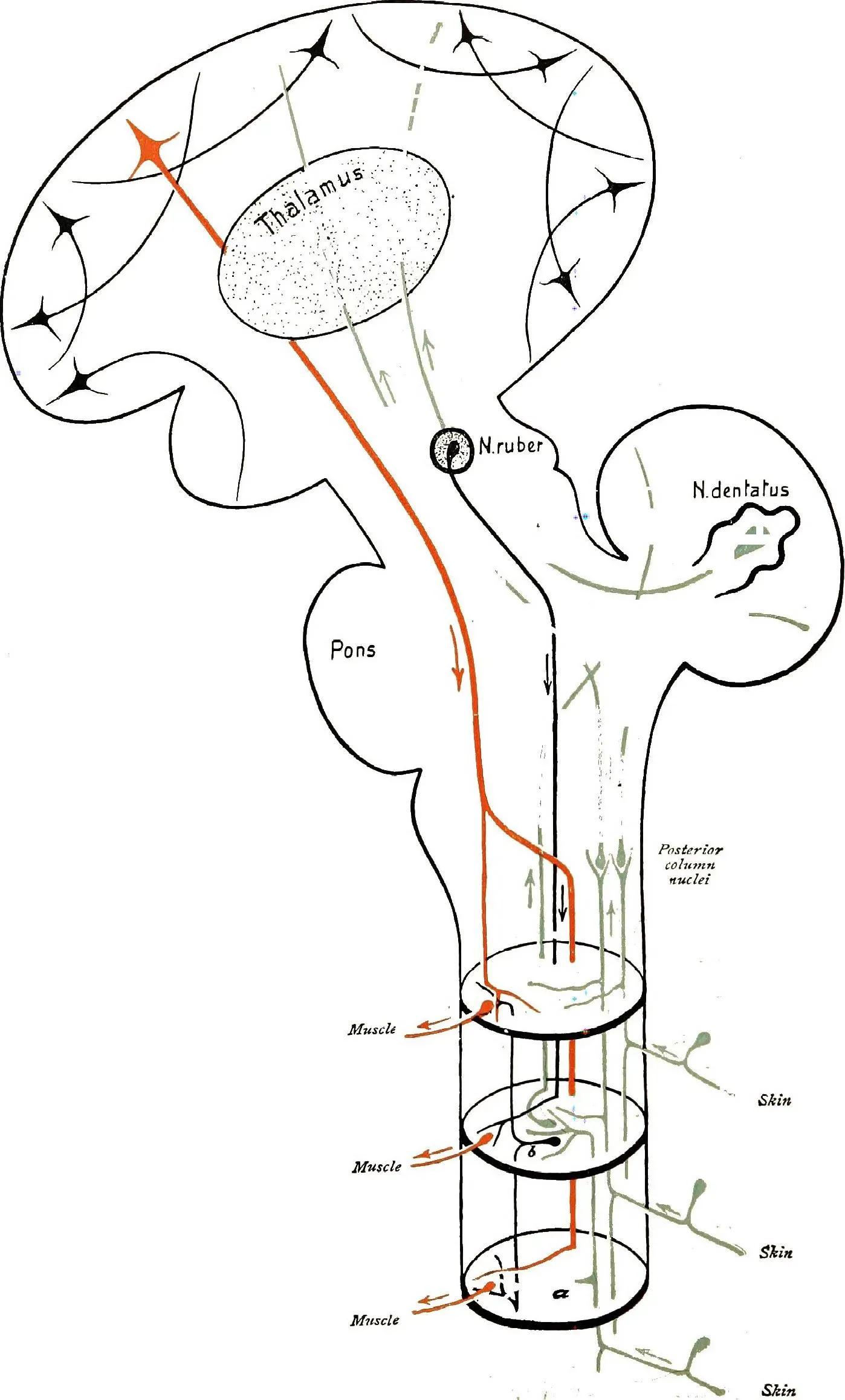 Multiple Memory Systems: Your Brain’s Hidden Backup Plans (Image Credits: Wikimedia)