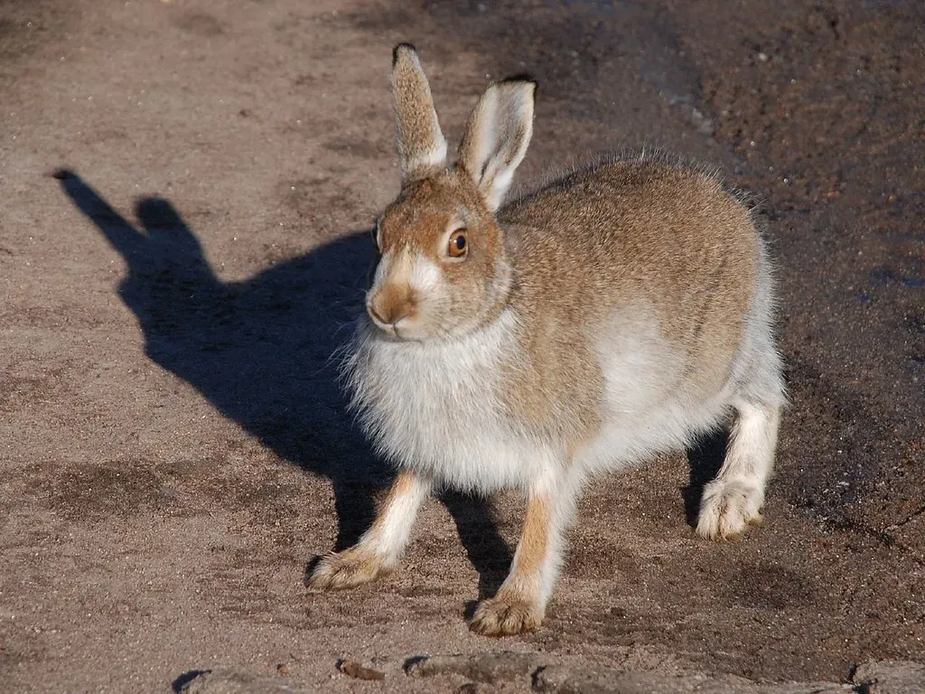 #4 Cancer – The Protective Mountain Hare (polandeze, Flickr, CC BY 2.0)