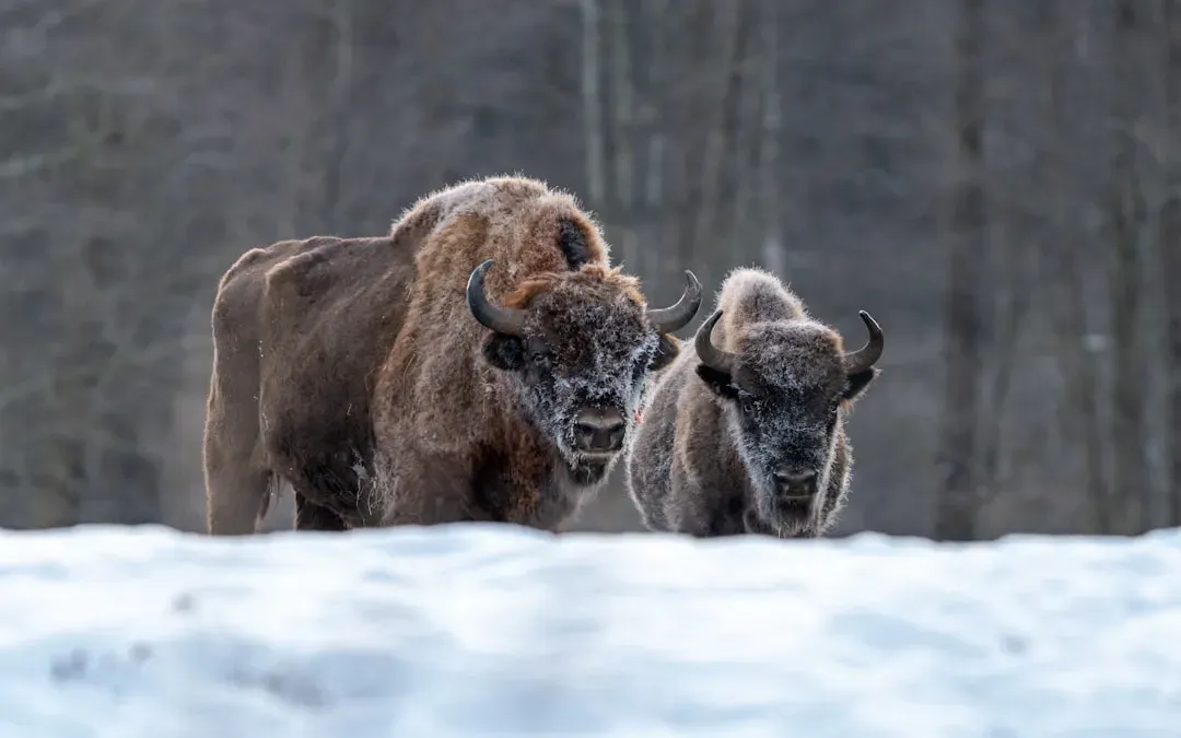 European Bison: Ghosts of the Forest No More (Image Credits: Unsplash)