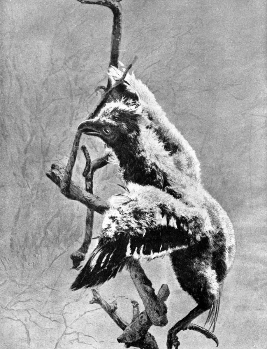 4. The Hoatzin Chick Climbs with Wing Claws Straight Out of Prehistoric Art (Image Credits: Wikimedia)