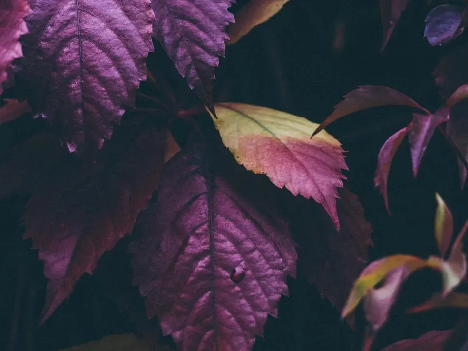 #3 - Purple or Reddish Tint on Leaves and Stems (Image Credits: Stocksnap)