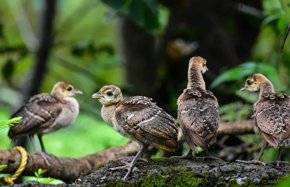 3. Megapodes: The Birds That Skip Parenting Almost Entirely (Image Credits: Pexels)