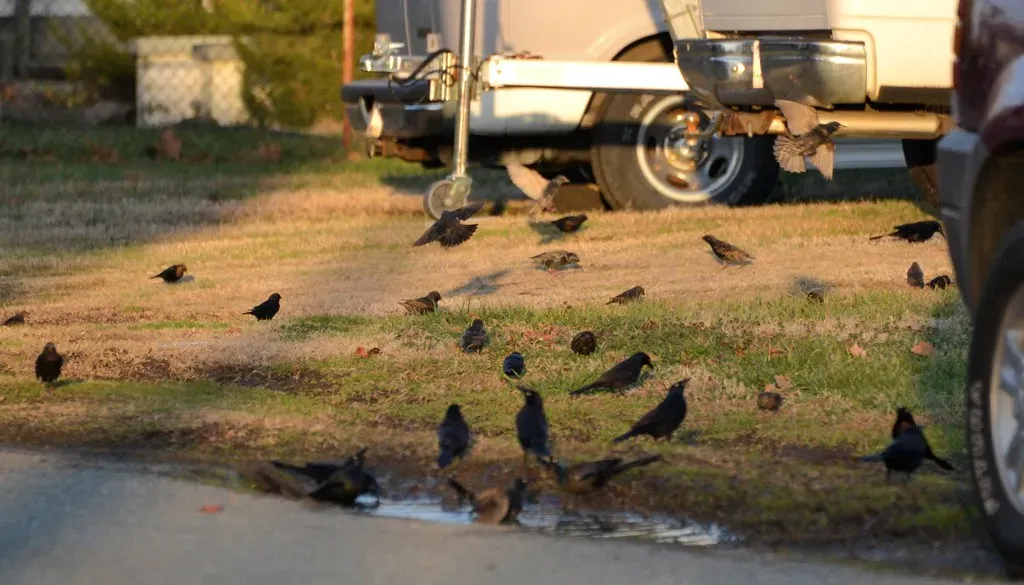 Subtle Communication Inside a Crowded Flock (Tobyotter, Flickr, CC BY 2.0)