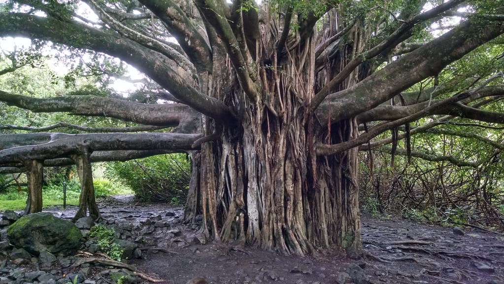 Other Trees That Master Clonal Reproduction (Image Credits: Flickr)