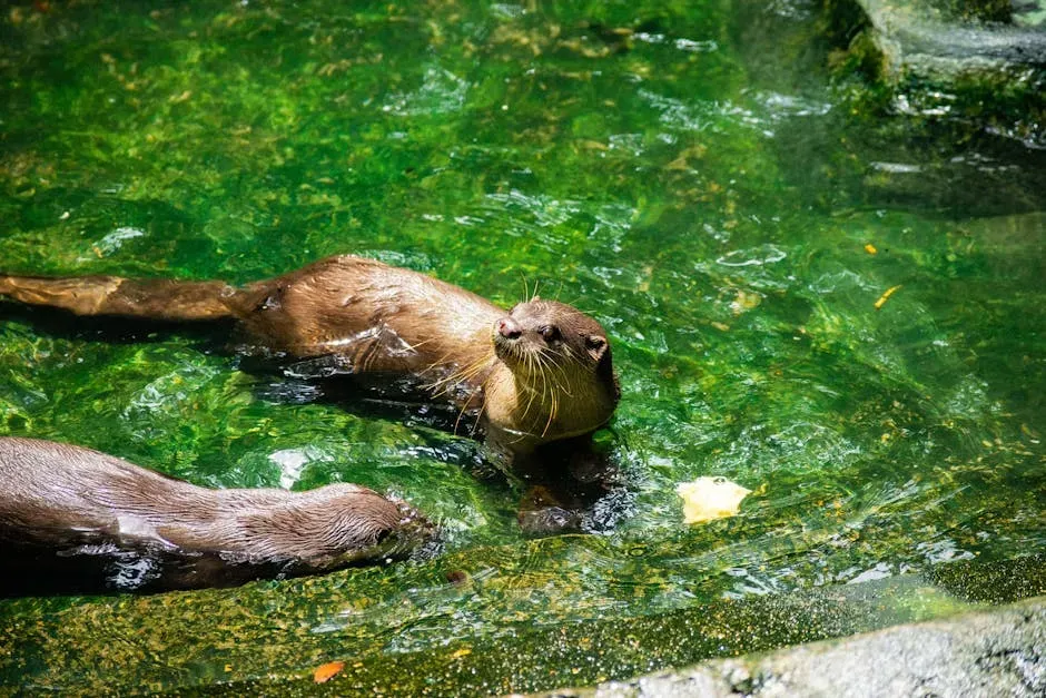 Living With Otters: Farms, Fisheries, And Urban Waterways (Image Credits: Pexels)