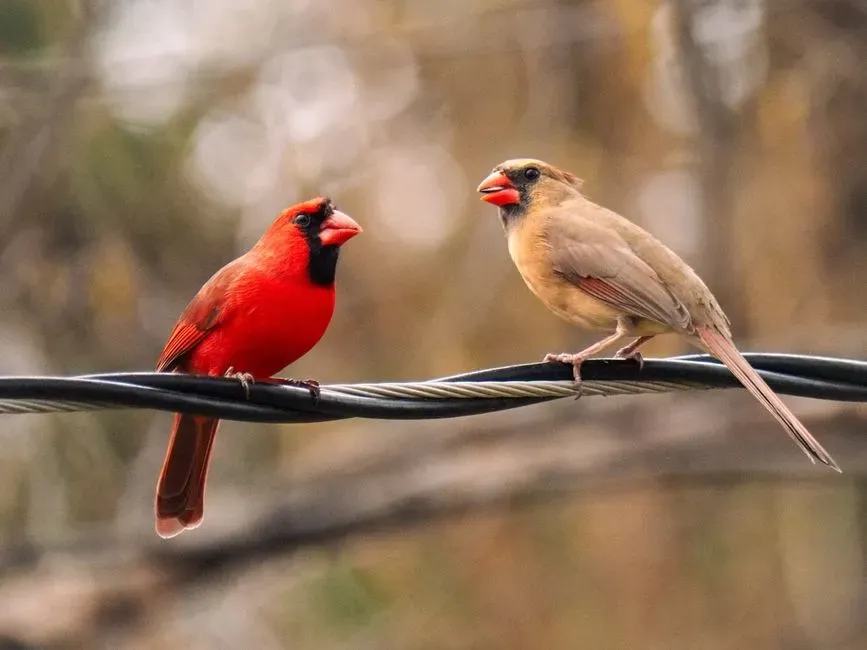Faithful Partners Prefer Familiar Ground (Image Credits: Pexels)