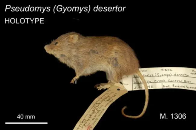 #8 The Desert Rodent That Slipped Through the Cracks (By Sally Cowan, CC BY 3.0 au)