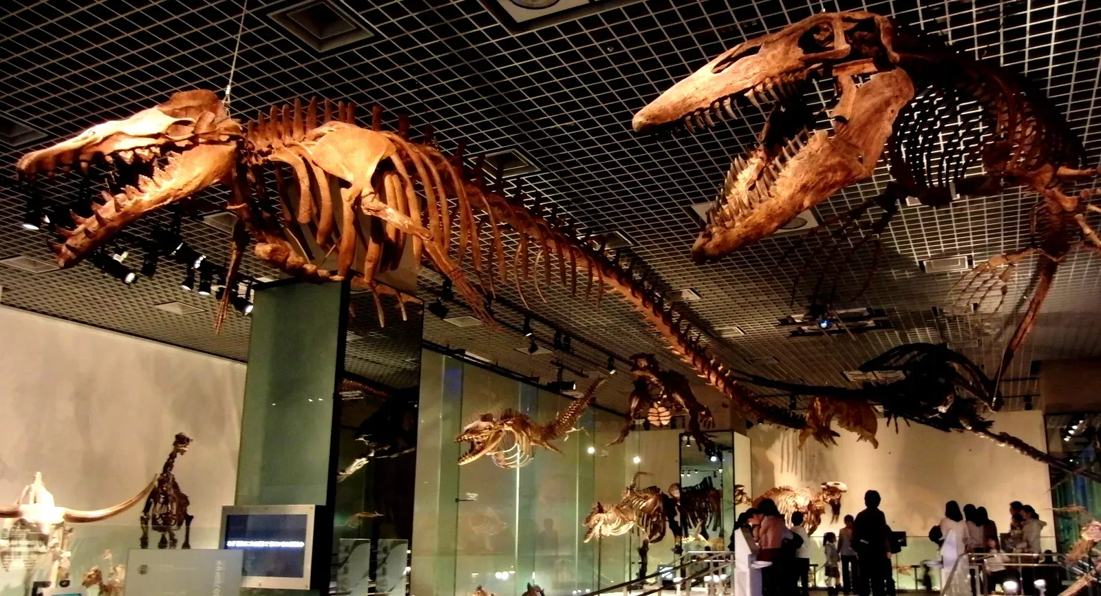 #3 - Basilosaurus: From Sea-Serpent Myth To Early Whale With Legs (By Momotarou2012, CC BY-SA 3.0)