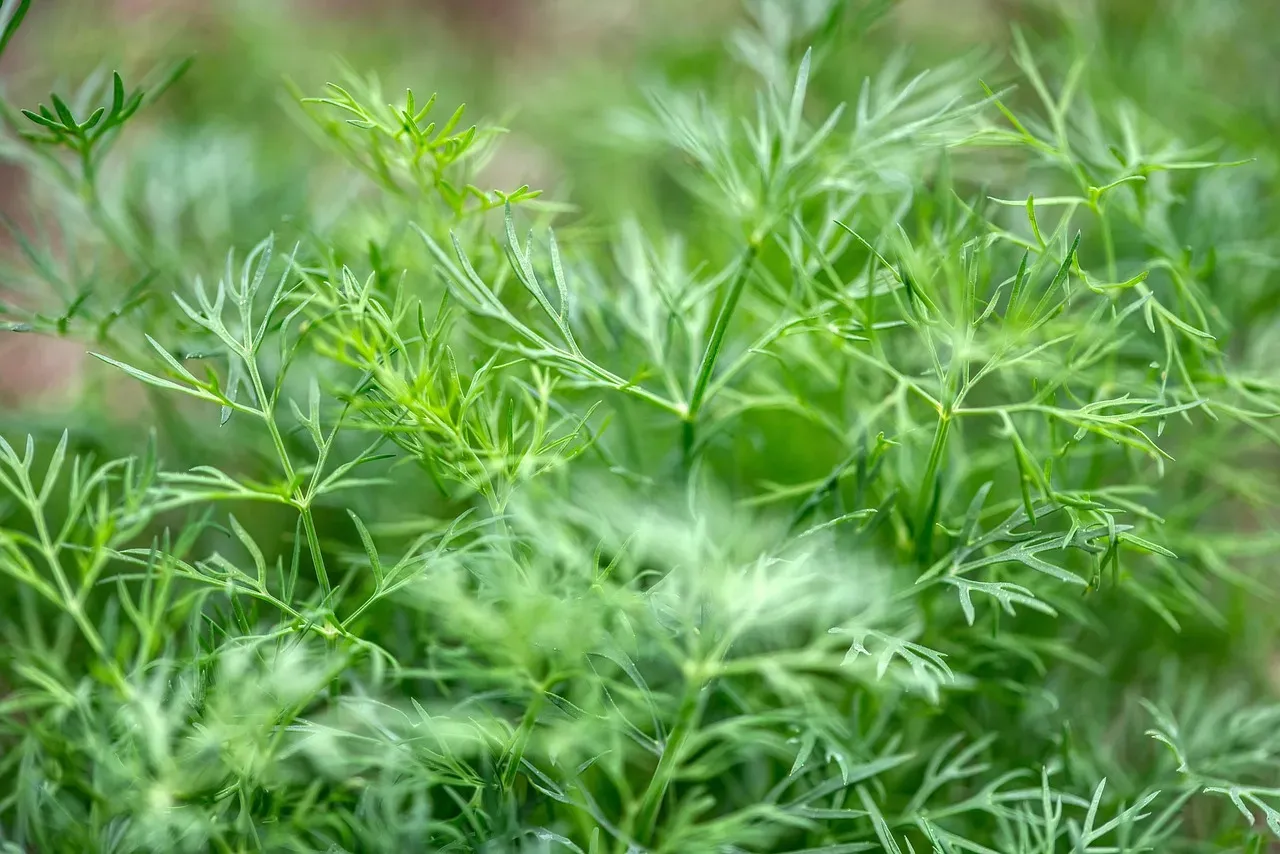 #4 - Dill Was Never About Flavor, It Was Pest Control (Image Credits: Pixabay)