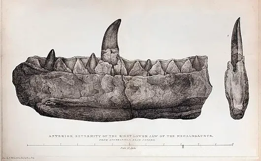#13 European Ichthyosaur Jaw Fragments (By Mary Buckland, née Morland (1797-1857), Public domain)