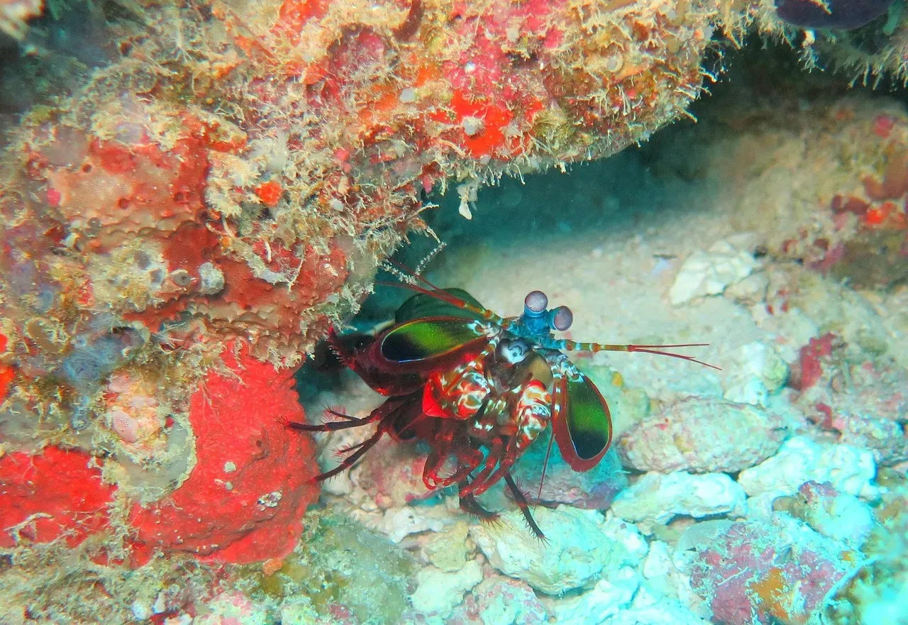 The Mantis Shrimp - Nature's Most Outrageous Visual System (Image Credits: Pixabay)