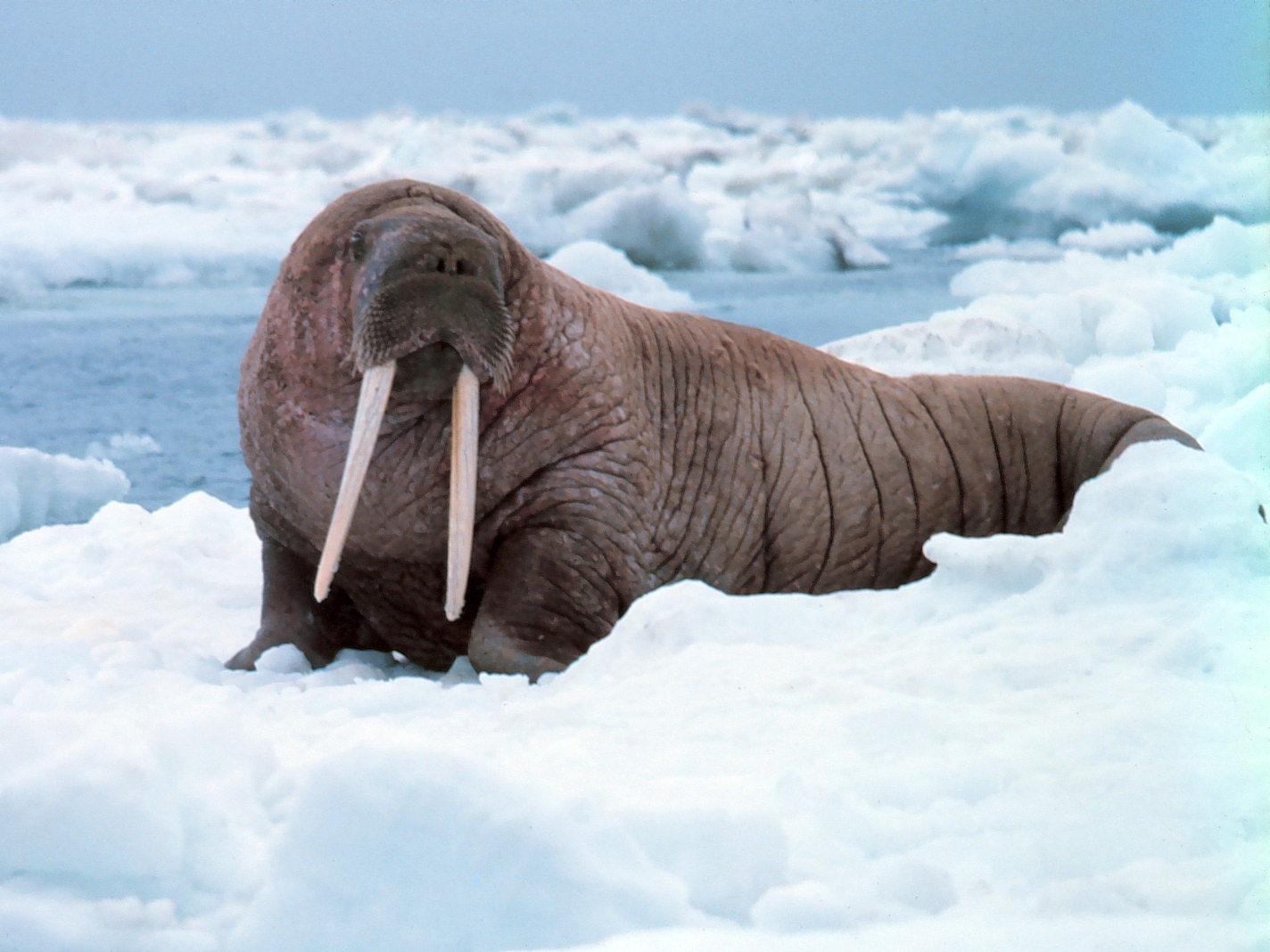 Capricorn (December 22 - January 19): The Walrus (Image Credits: Wikimedia)