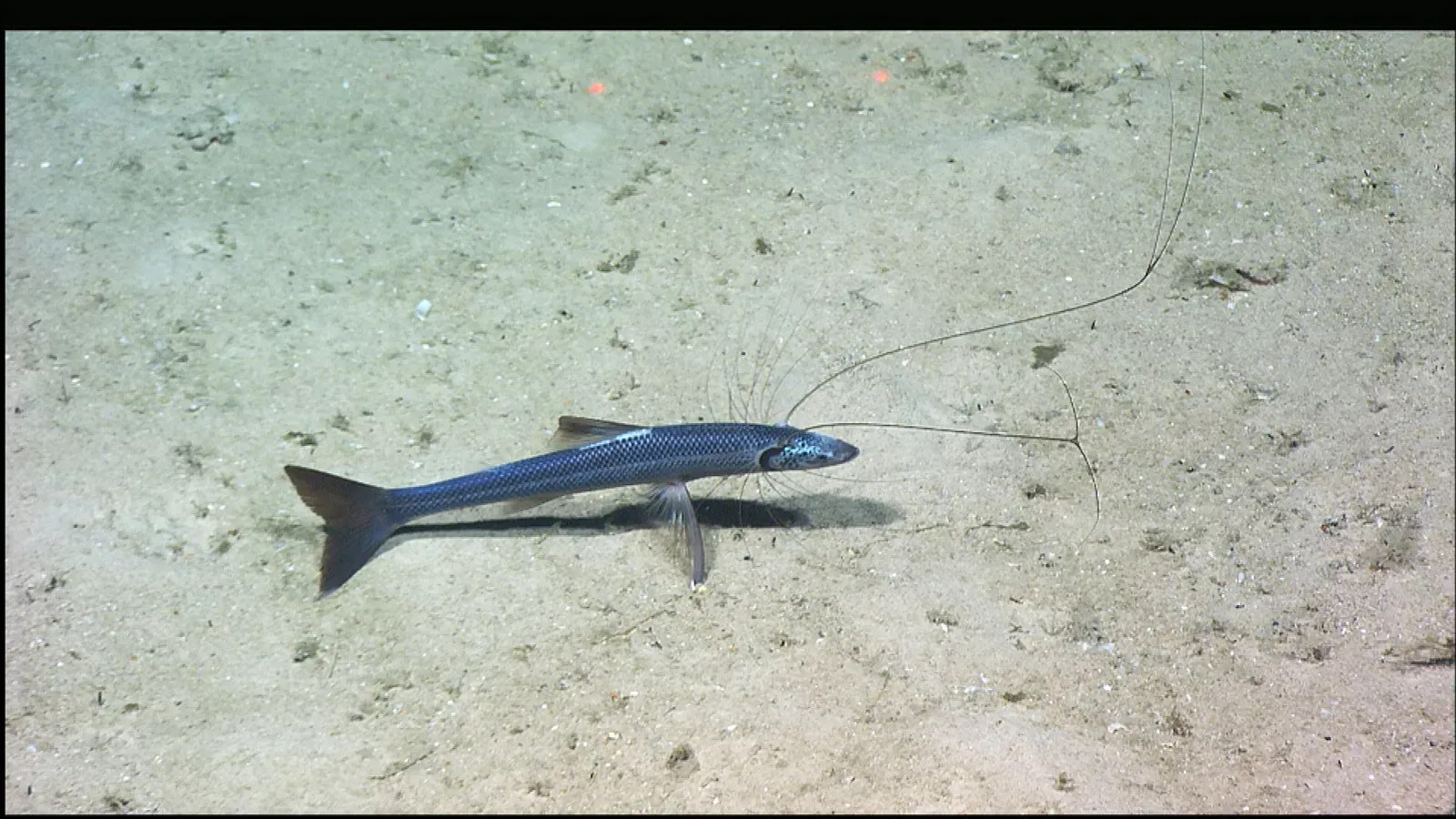 Virgo: The Tripod Fish (Image Credits: Wikimedia)