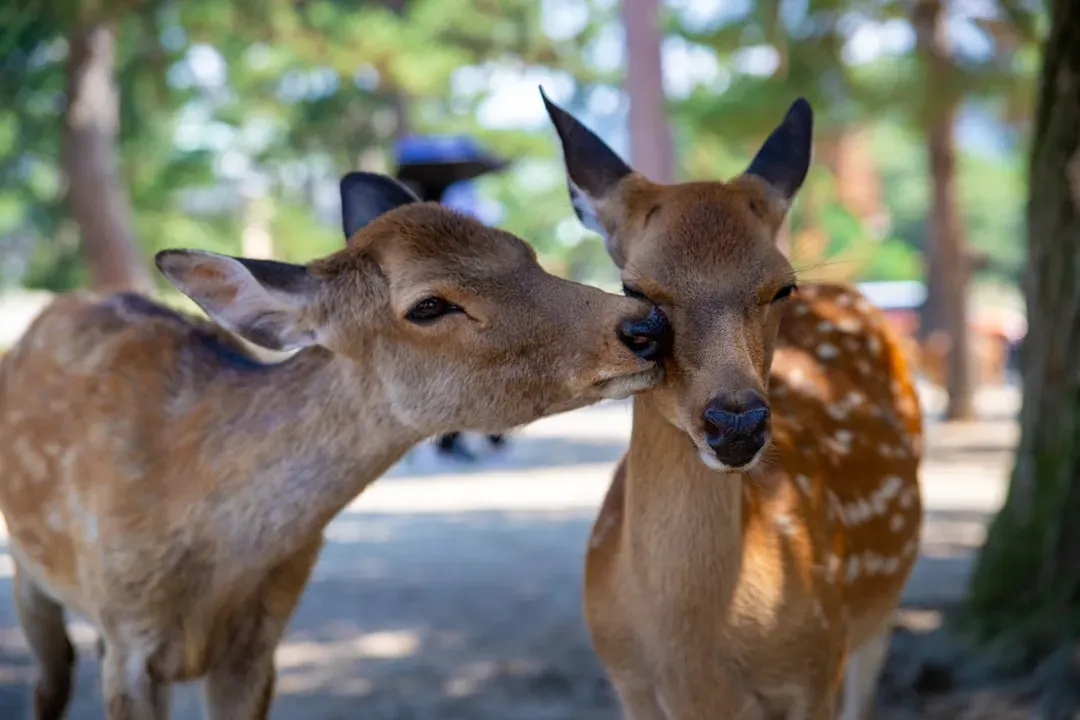 Are We Any Closer to Talking With Animals? (Image Credits: Unsplash)