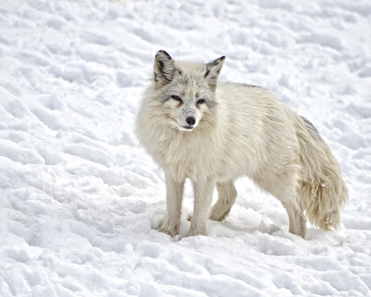 The Arctic Fox's Seasonal Transformation (Image Credits: Pixabay)