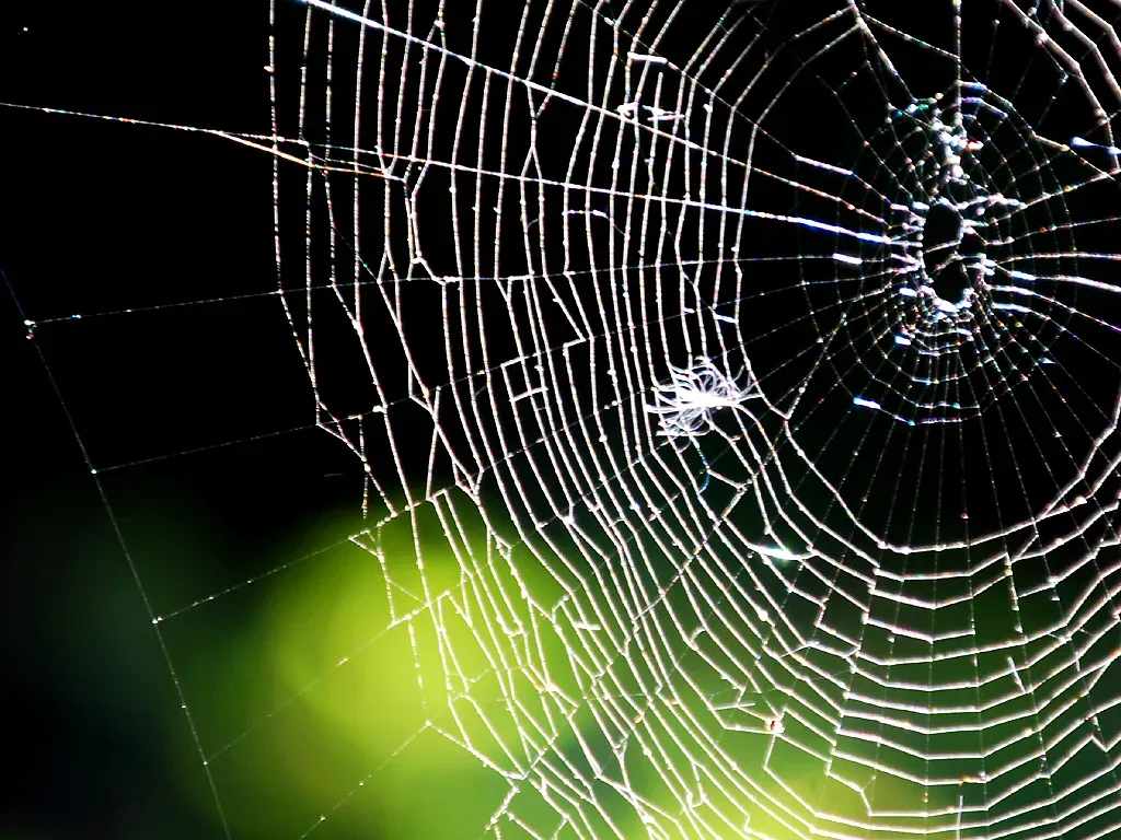 Stronger Than Steel: Understanding Spider Silk's Remarkable Properties (Image Credits: Flickr)