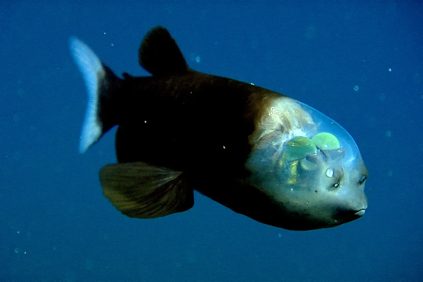 Barreleye Fish: The Transparent-Headed Stargazer (Image Credits: Wikimedia)