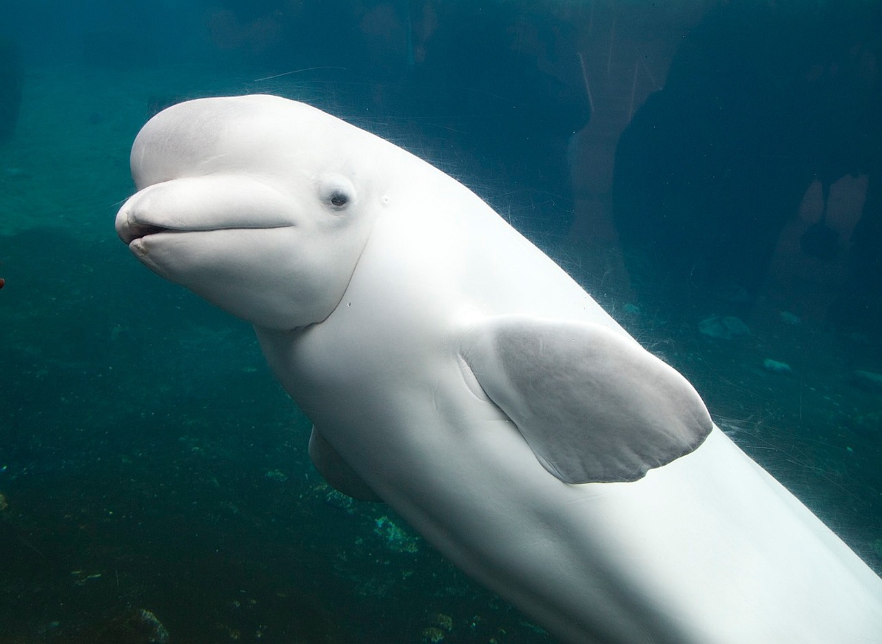 Beluga Whales Show Dietary Flexibility (Image Credits: Pixabay)