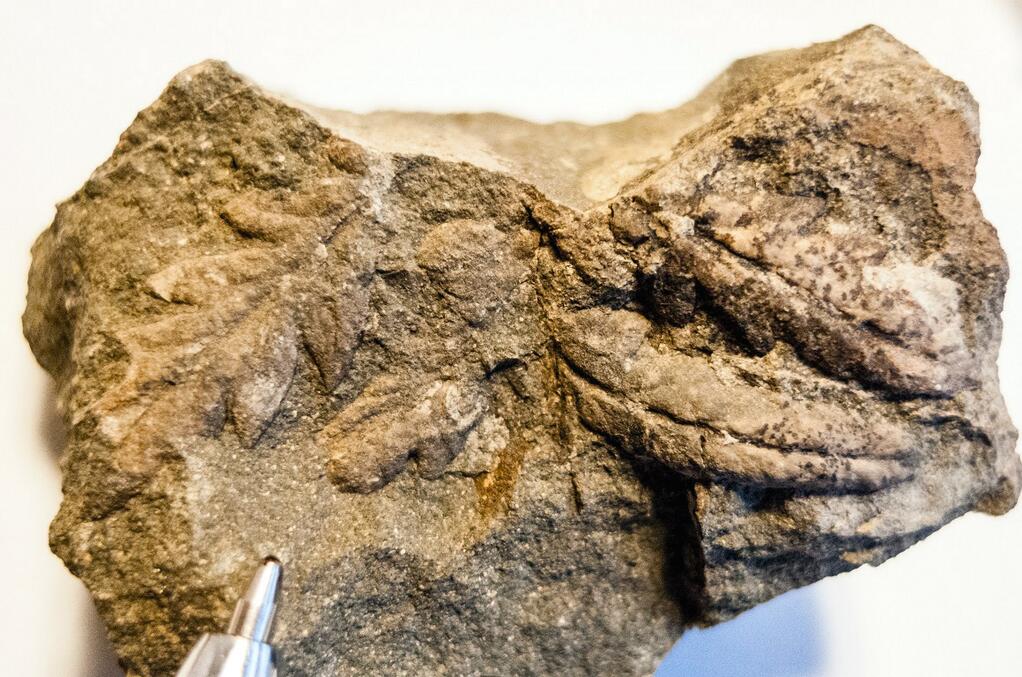 The Great Dying: Earth's Most Catastrophic  (Image Credits: Wikimedia)