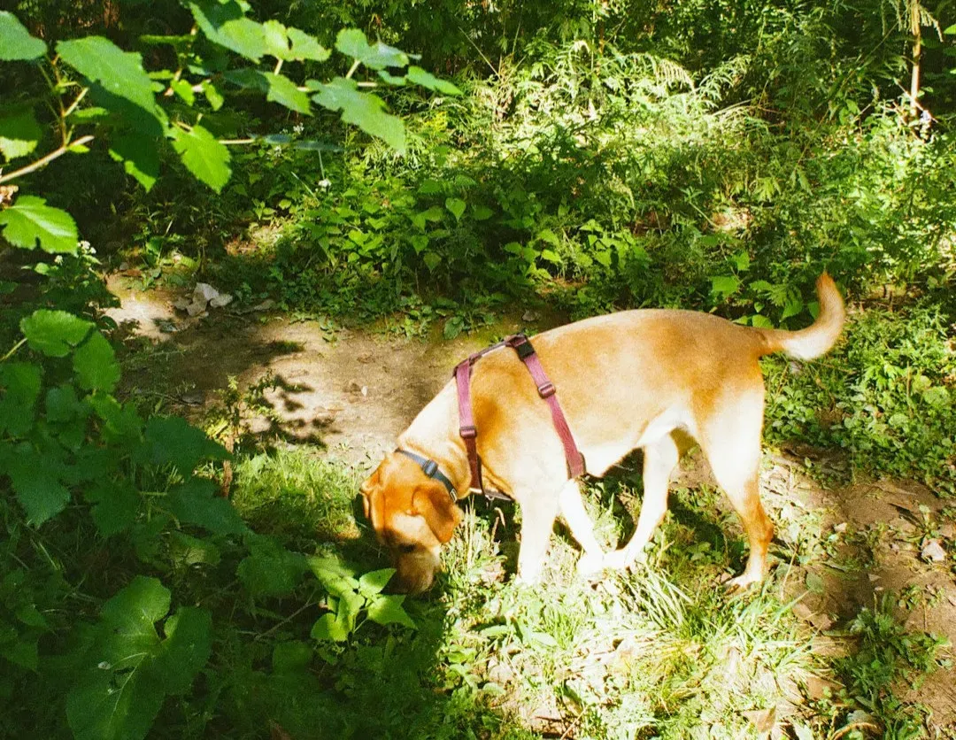 Chemical Worlds: Smell and Taste Turned Up to Eleven (Image Credits: Unsplash)