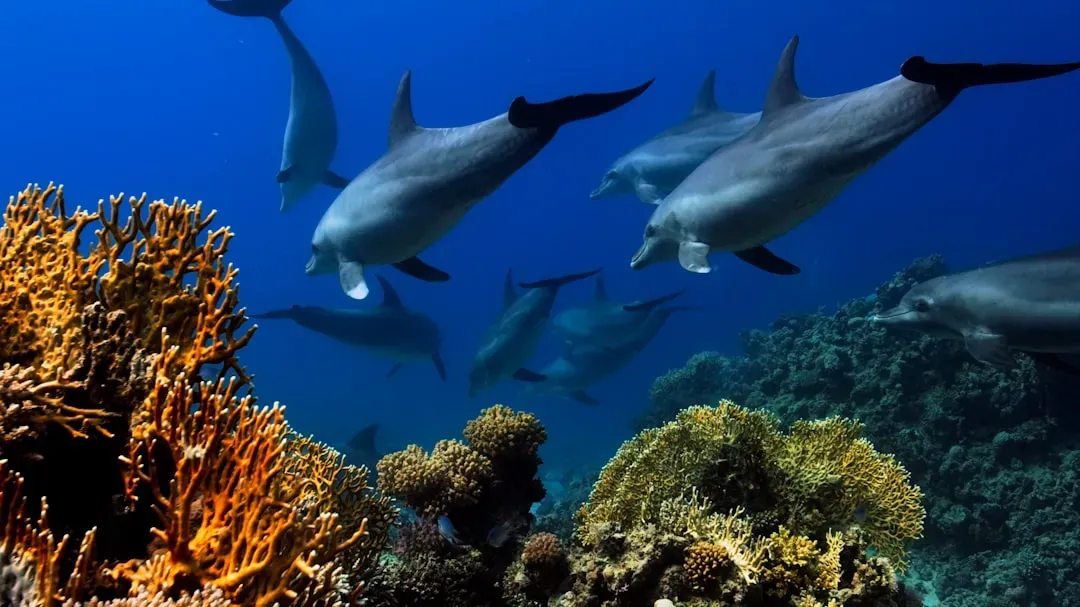 10. Dolphins Use Names, Coordinate Hunts, And Possibly Share Culture (Image Credits: Unsplash)