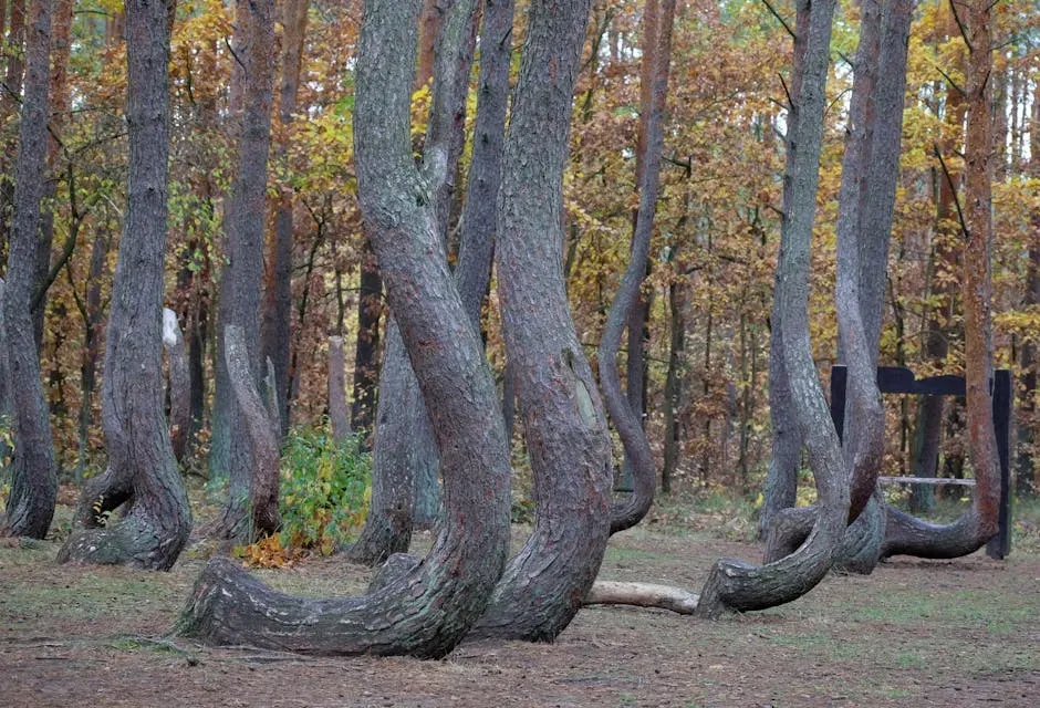 The Allure of Wild Theories: Magnetism, Anomalies, and Myths (Image Credits: Pexels)