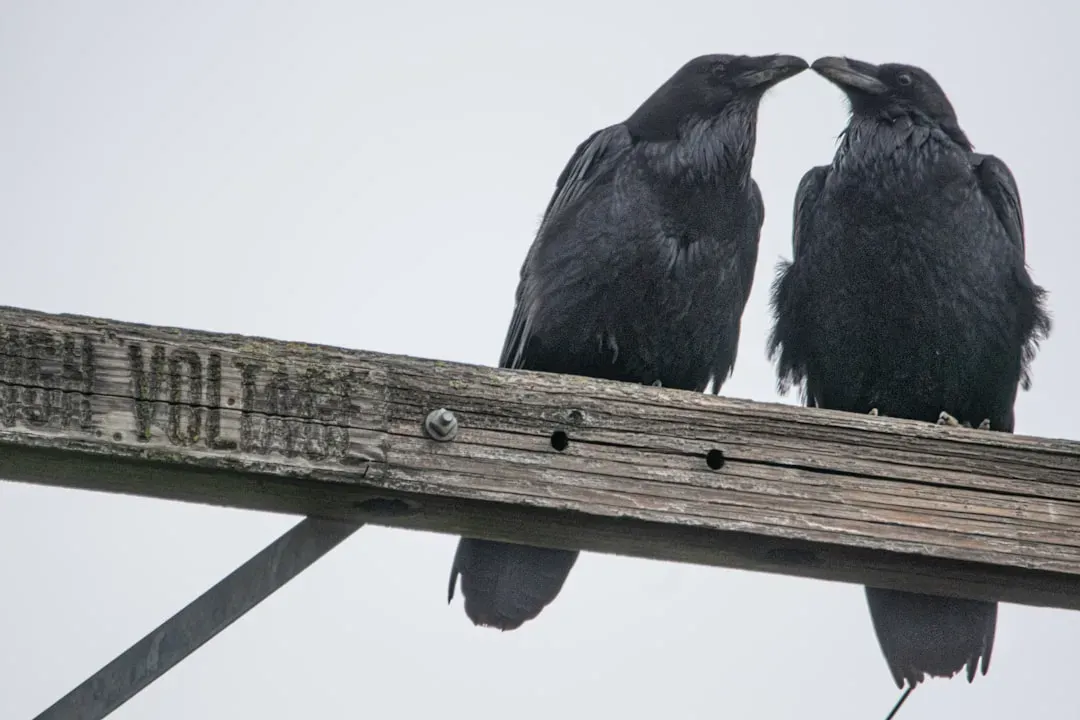 6. Crows and Their Secret Social Whispers (Image Credits: Unsplash)