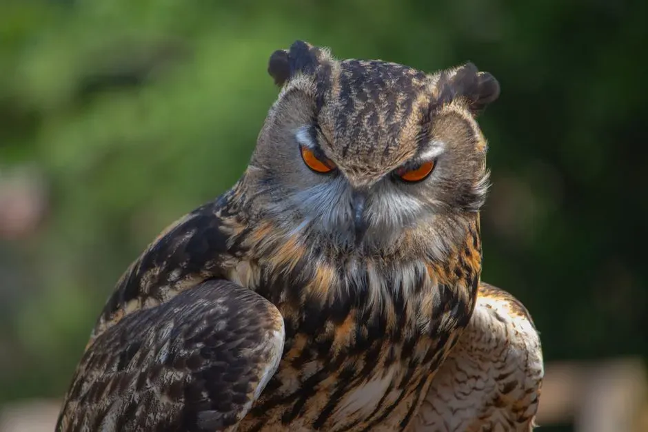 The Language of Omens: Owls as Warnings and Portents (Image Credits: Pexels)
