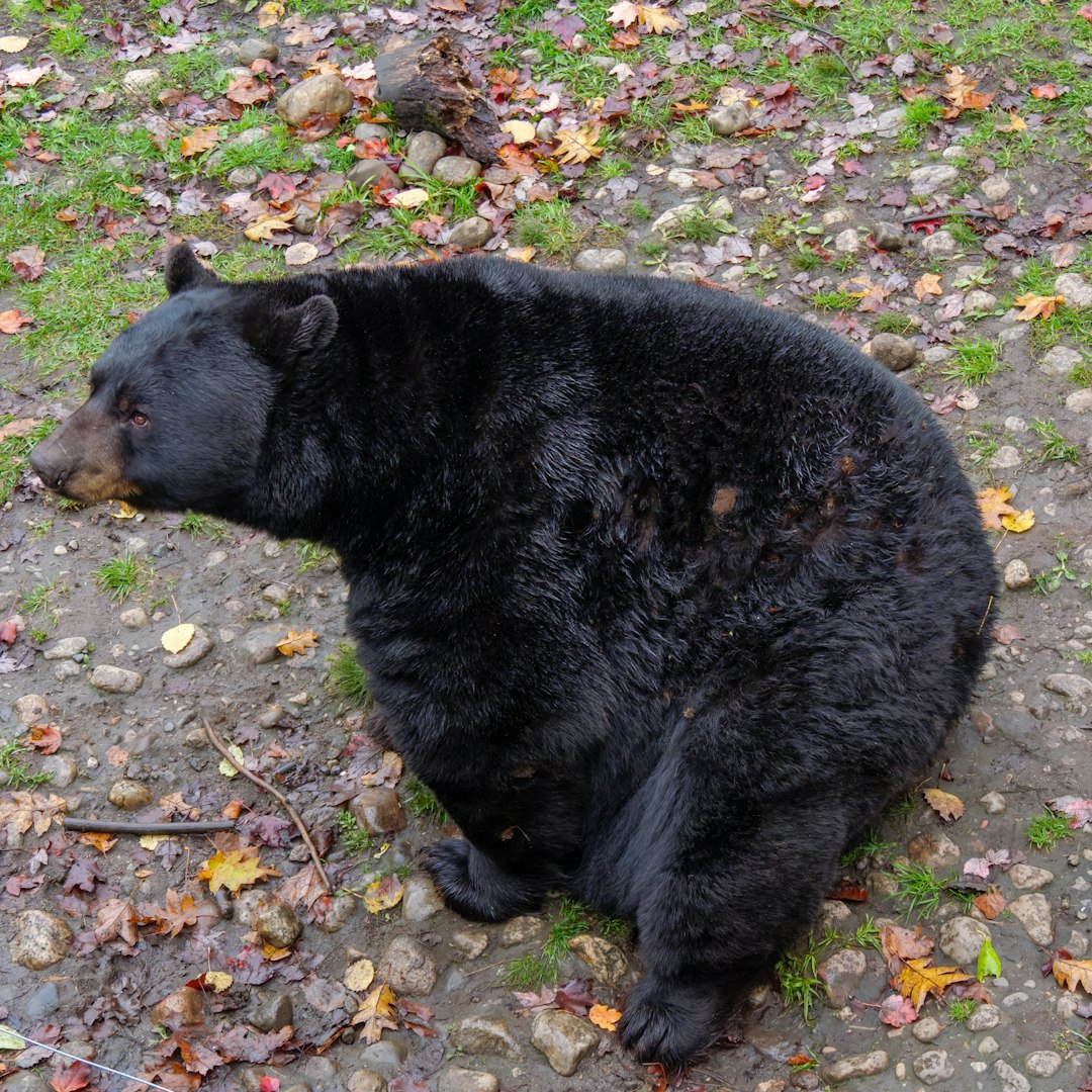 Year Round Activity Replaces Hibernation (Image Credits: Unsplash)