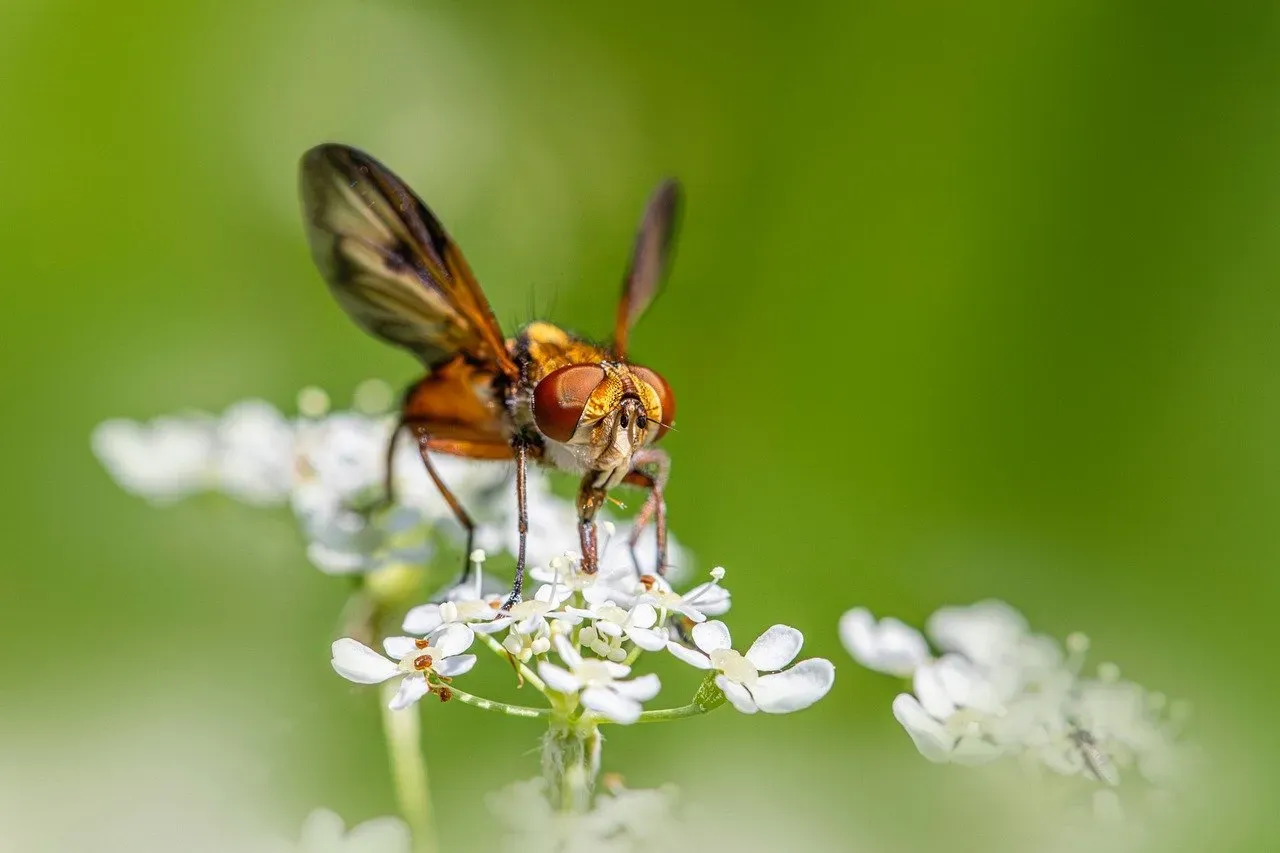 Behavior That Looks a Lot Like Feeling (Image Credits: Pixabay)