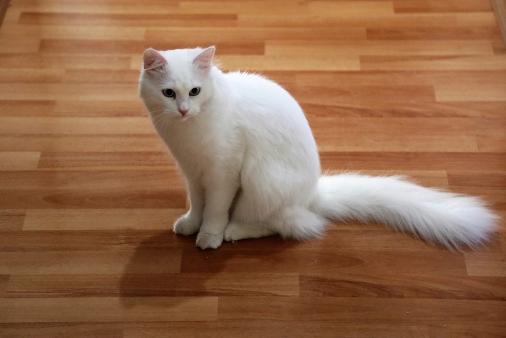 5. Turkish Angora: The Energetic Acrobat (Image Credits: Rawpixel)