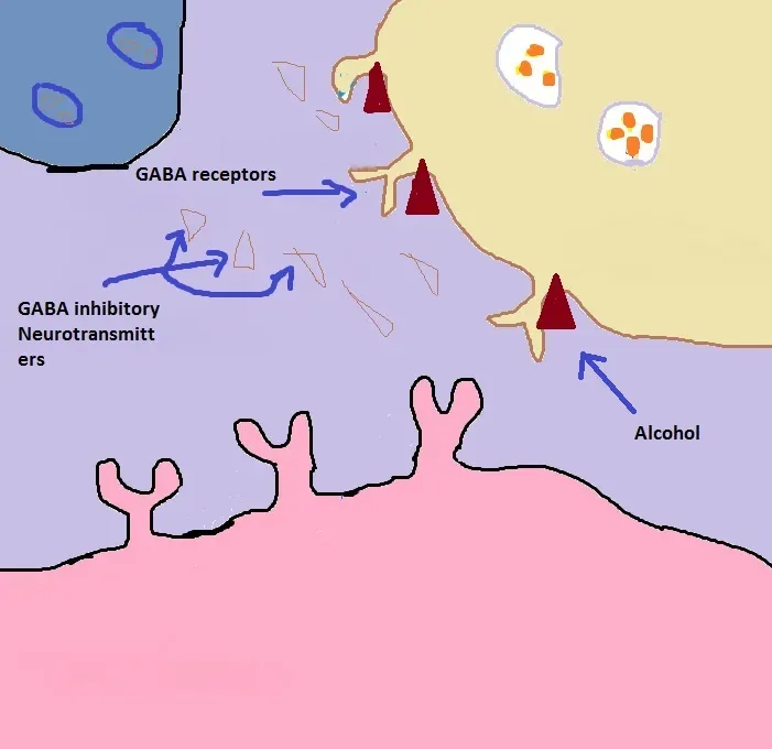 The Hidden Clues in the Brain’s Reward Circuits (Image Credits: Wikimedia)