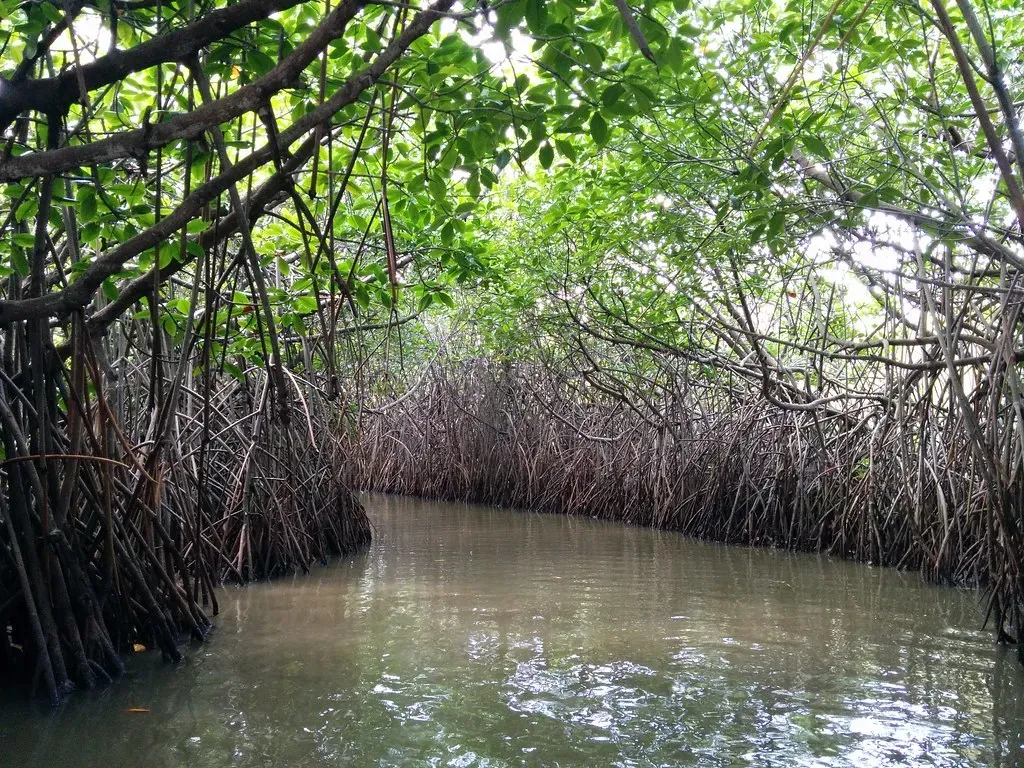 8. Mangrove Trees – Coastal Shields and Nurseries Under Pressure (Aleksandr Zykov, Flickr, CC BY-SA 2.0)
