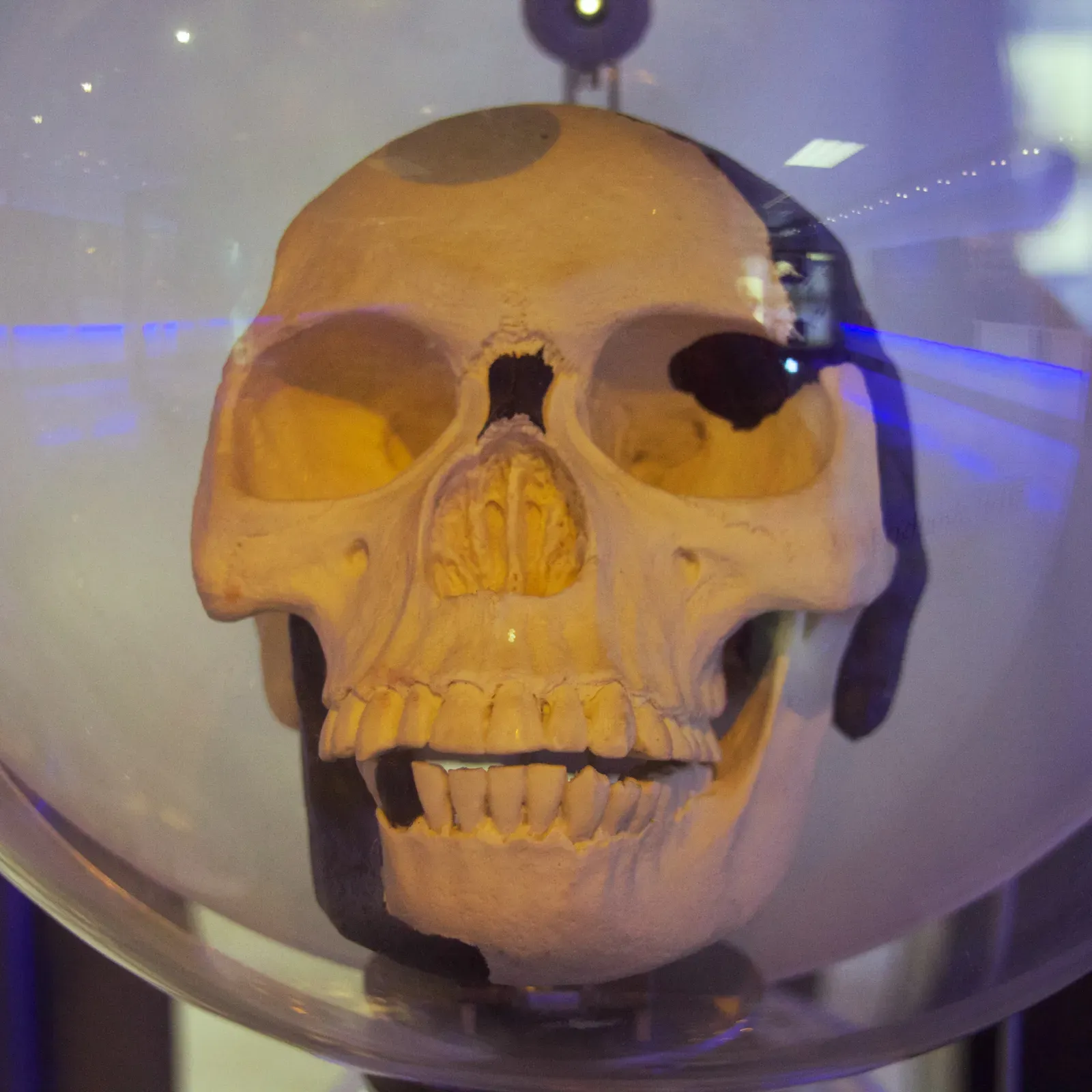 #1 - The "Missing Link" That Fooled Science for 41 Years Was a Fraud (By Photograph by Mike Peel (www.mikepeel.net)., CC BY-SA 4.0)