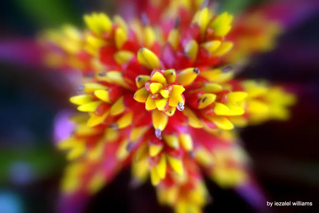 The Fractal Blueprint: Nature's Infinite Repetition (Image Credits: Flickr)