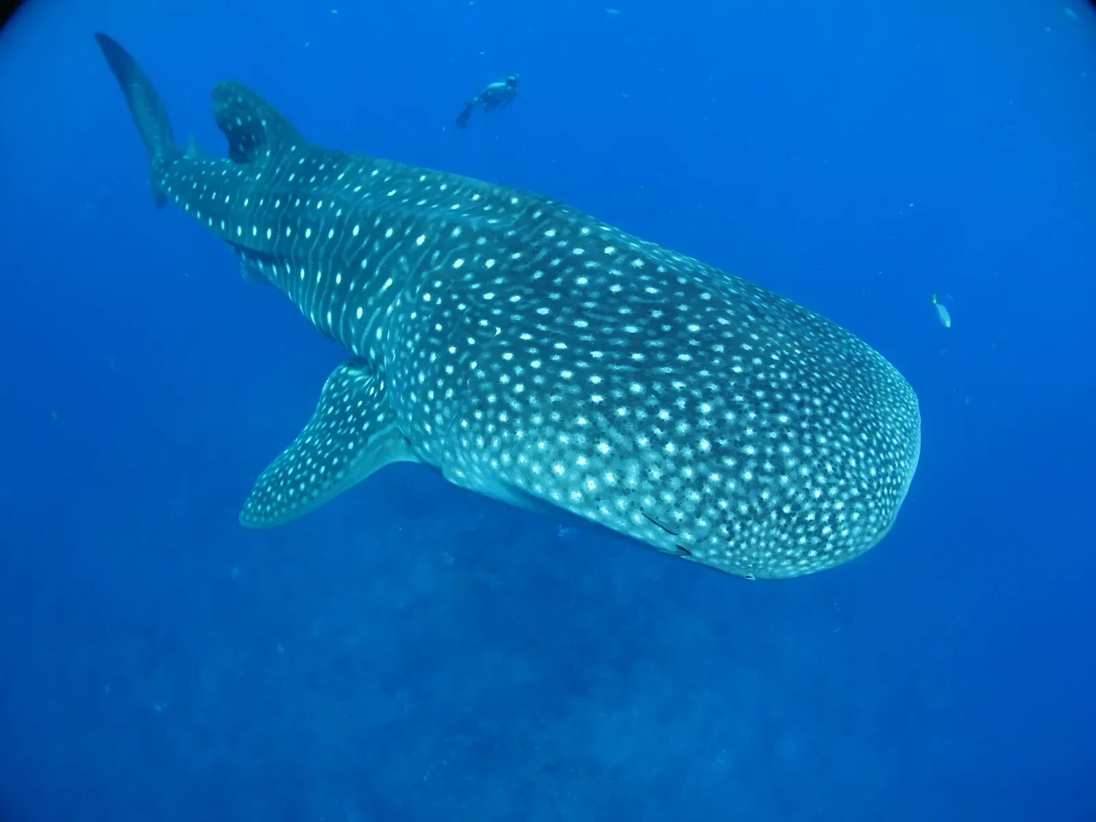 10. Your Dive Behavior Can Directly Shape Their Future (FGBNMS - Whale Shark, Public domain)