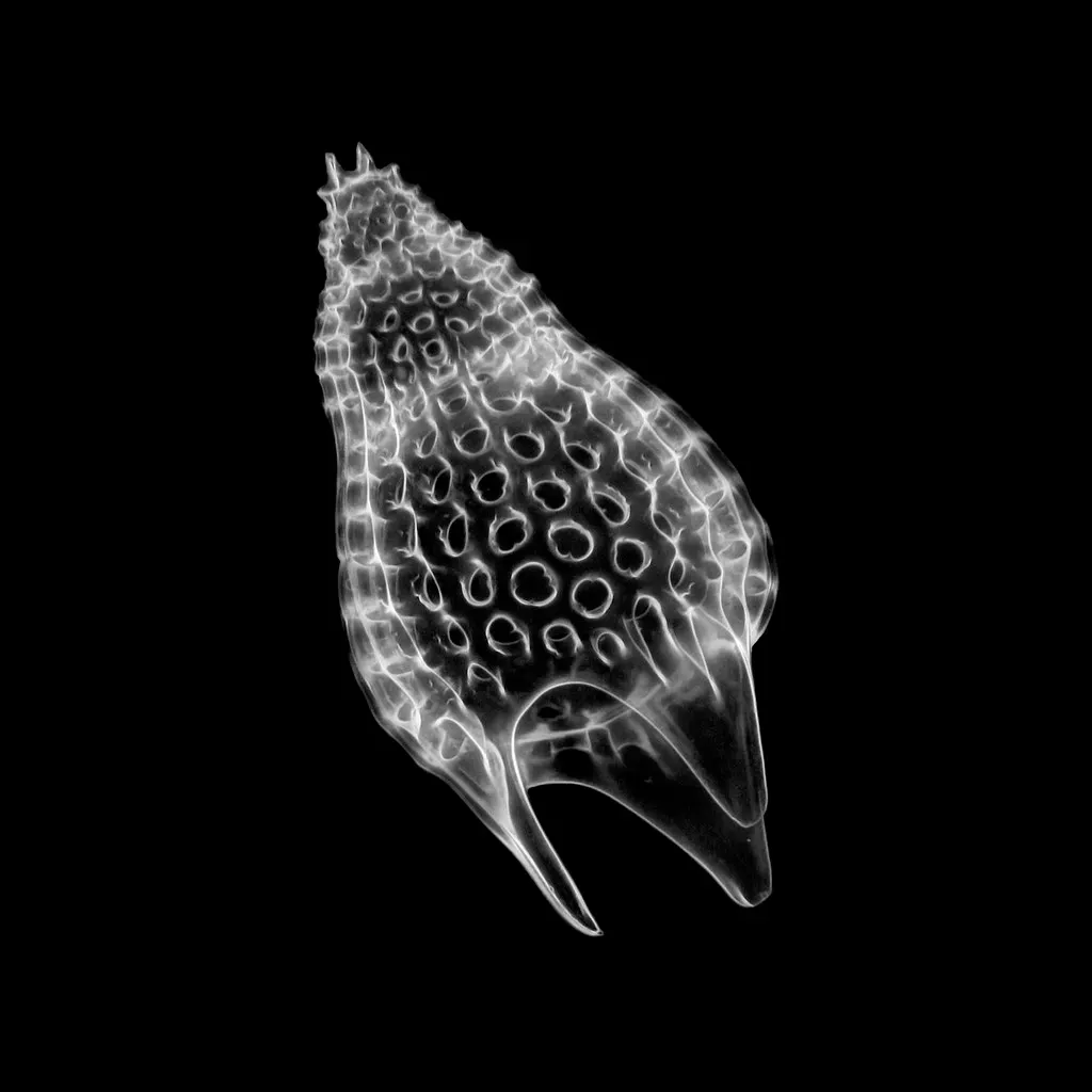 Radiolarians Building Geometric Skeletons in the Ocean (Image Credits: Flickr)