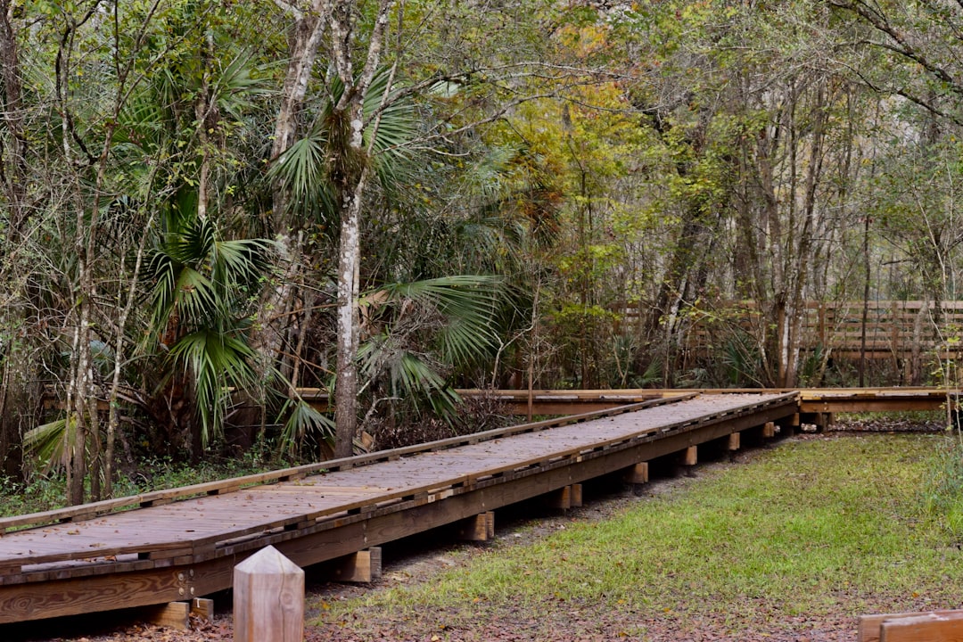 Corkscrew Swamp Sanctuary Boardwalk - Naples, Florida (Image Credits: Unsplash)