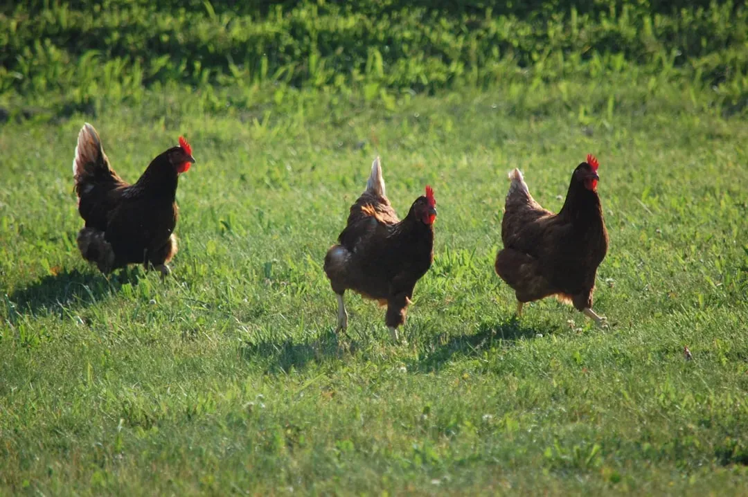 2. Chickens: The Legend of the Headless Bird (Image Credits: Unsplash)