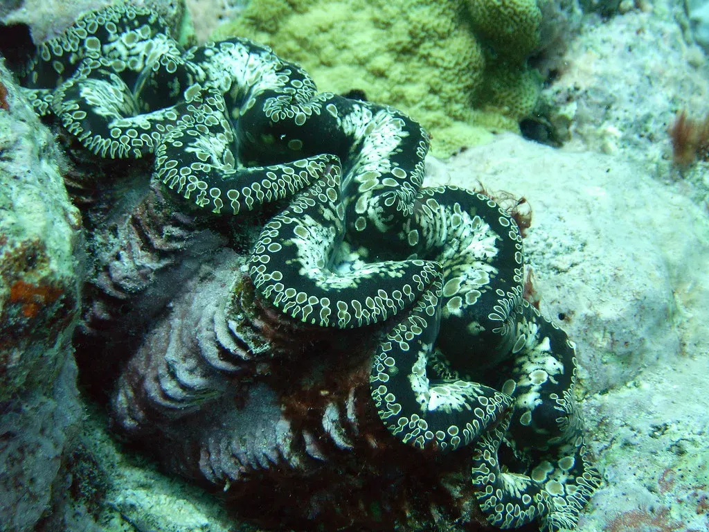 6. A Giant Clam Can Live Longer Than You Do (stevenson_john, Flickr, CC BY-SA 2.0)