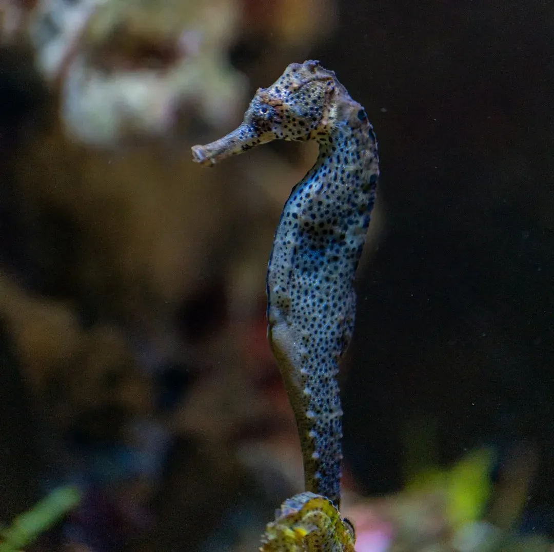 Seahorses and Pipefish: When “Mr. Mom” Holds the Power to Switch (Image Credits: Unsplash)