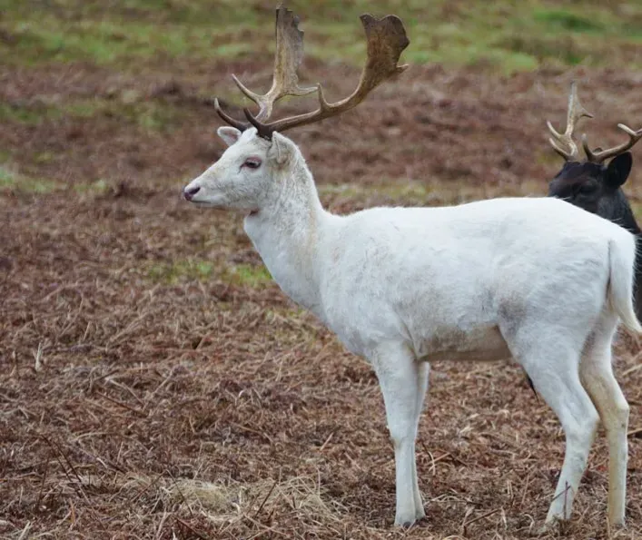 The Stag as a Living Threshold Between Worlds (Image Credits: Unsplash)
