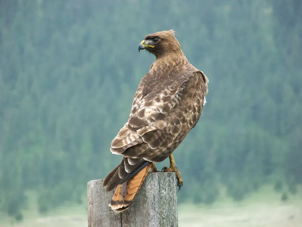 Reading the Weather: Why Hawks Linger Longer on Calm or Cloudy Days (OregonDOT, Flickr, CC BY 2.0)